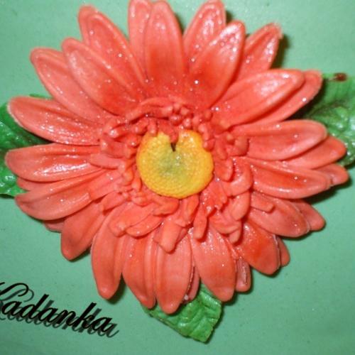 Gerbera