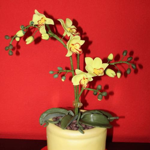 Orchidea singapore