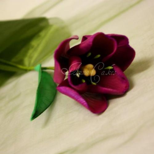 Fialovy tulipan