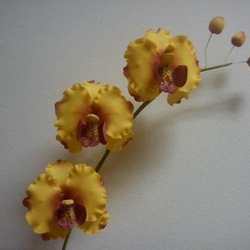 orchidejka