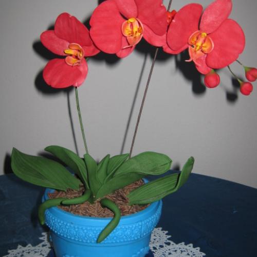Orchidei