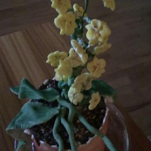 orchidea