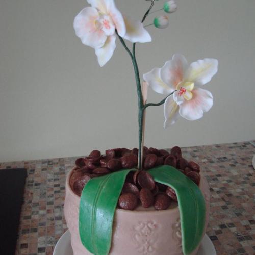orchidea v kvetinaci