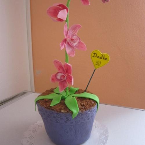 Orchidea
