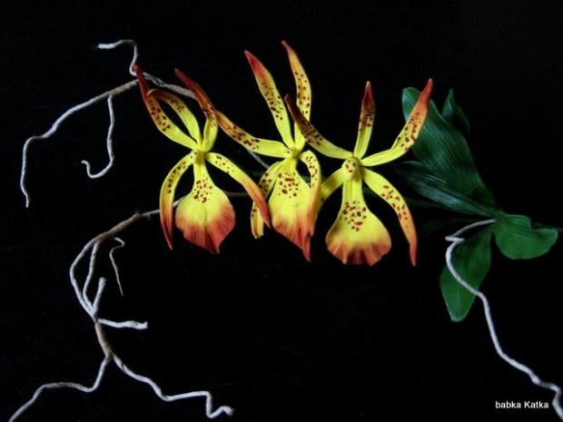 Brassia orchid, torta, Ozdoby na torty Brassia orchid, torta, Ozdoby na torty, babka Katka, 1