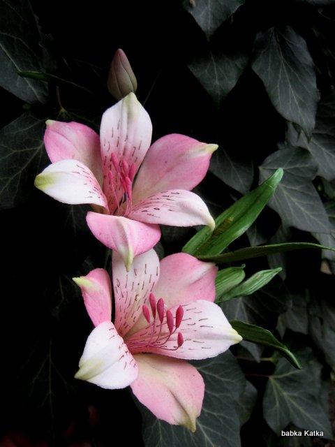 Alstromeria, torta, Ozdoby na torty Alstromeria, torta, Ozdoby na torty, babka Katka, 1