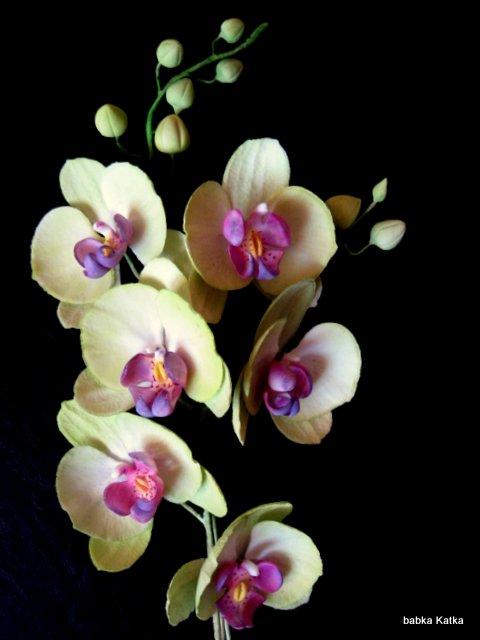 Phalaenopsis , torta, Ozdoby na torty Phalaenopsis , torta, Ozdoby na torty, babka Katka, 1