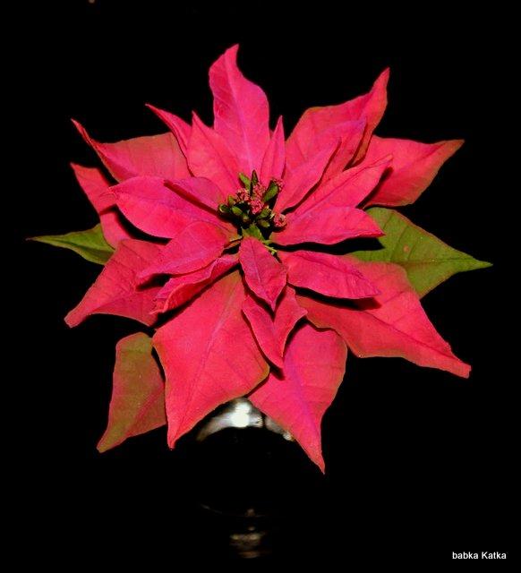 Poinsettia, torta, Ozdoby na torty Poinsettia, torta, Ozdoby na torty, babka Katka, 1
