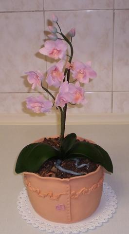 orchidea v kvetináči, torta, Narodeninové torty orchidea v kvetináči, torta, Narodeninové torty, zuzickag, 1