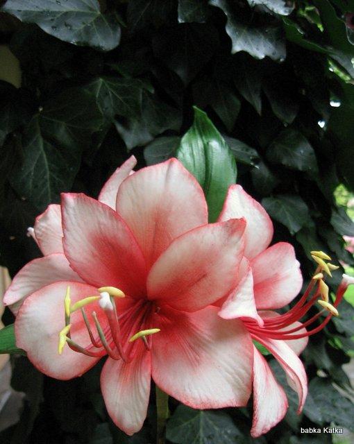 Amaryllis, torta, Ozdoby na torty Amaryllis, torta, Ozdoby na torty, babka Katka, 1