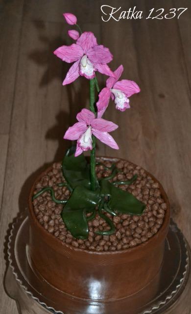 orchidea v kvetináči, torta, Narodeninové torty orchidea v kvetináči, torta, Narodeninové torty, katka1237, 1