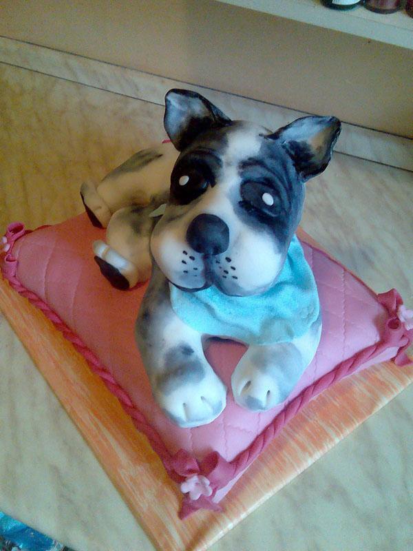 Pes, torta Pes, torta, alioska, 1