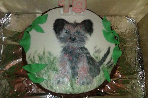 york, torta, Torty so zvieratkami, 1junky1, 1