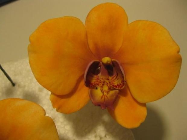 Fotopostup na Orchidei, návod, Kvety, monceb