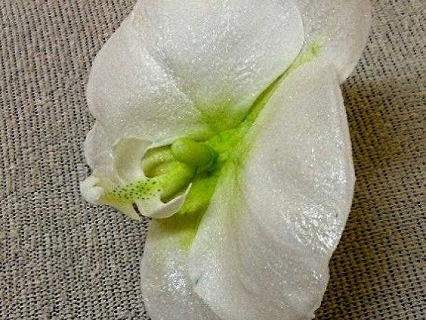 Orchidea phalaenopsis, návod, Kvety, Ibrahim